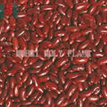 British red kidney bean 1