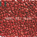 British red kidney bean 2