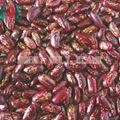 British red kidney bean 5