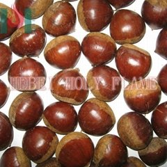 roasted chestnut in shell