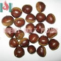 roasted chestnut in shell 5