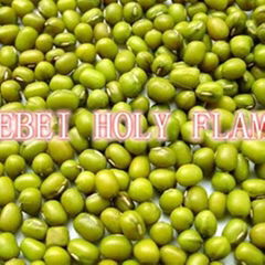 green mung bean