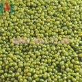 green mung bean 3