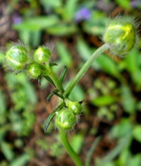 the biggest producer of Cat’s Claw Extract in China