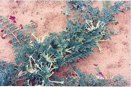the biggest producer of Devil’s Claw Extract in China 1