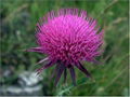 the biggest producer of Milk Thistle Extract in China 1