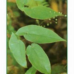 the biggest producer of Epimedium Herb Extract in China