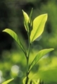 the biggest producer of Green Tea Extract in China