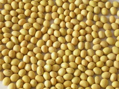 the biggest producer of Soy Isoflavone Extract in China