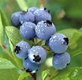 the biggest producer of Bilberry Extract