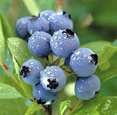 the biggest producer of Bilberry Extract in China