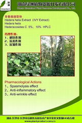 the biggest producer of ivy Extract in China