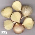 the biggest producer of Garlic Extract in China