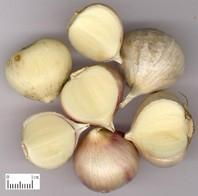 the biggest producer of Garlic Extract in China