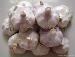 garlic