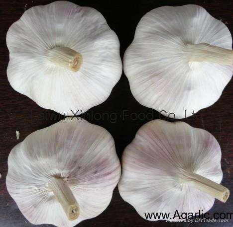 normal white garlic