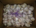 normal white garlic 10kg/carton 5.0cm 5.5cm 6.0cm  1