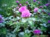 Red Clover Extract