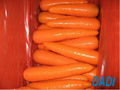 fresh carrot