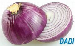 High quality onion