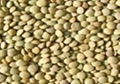 lentils 1