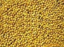  Yellow Broom Corn Millet