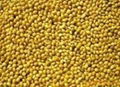 Yellow Broom Corn Millet