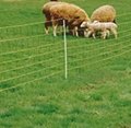 Supply High Quality Low Carbon Sheep & Goat Fencing  3