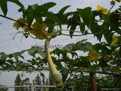 Plastic Plants Climbing Support Net