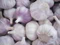 fresh garlic