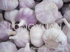 normal white garlic