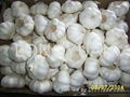 pure white garlic