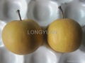  Fengshui Pear  3