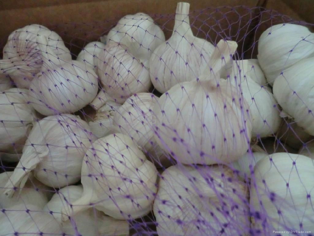 new garlic  3