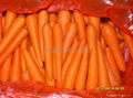 carrot 