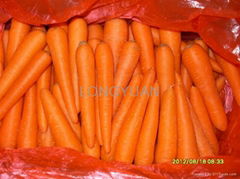 carrot