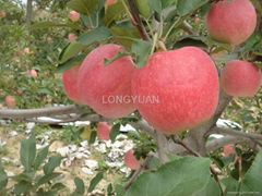 Huaniu Apple