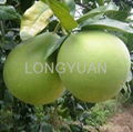 honey pomelo 1