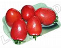 TYLCV tolerance tomato seeds INT-11-074