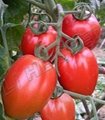 Tomato Seed INT-11-063