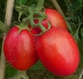 Tomato seed INT-11-064