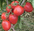 TYLCV tolerance tomato seeds INT-11-065