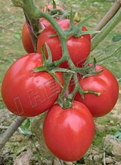 Tomato seed INT-11-066 