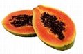 Papaya seed 713 (Red lady type with