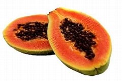 Papaya seed 713 (Red lady type with ringspot virus tolerance) Exclusive 