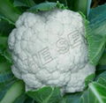 Cauliflower seed 6146  (68 Days Compact