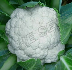 Cauliflower seed 6146  (68 Days Compact Type)