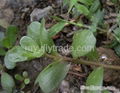 Portulaca oleracea extract 1