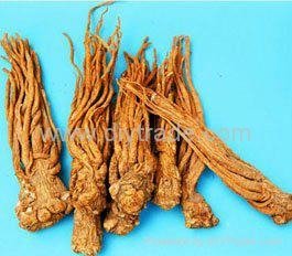 Angelica root extract