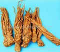 Angelica root extract 1